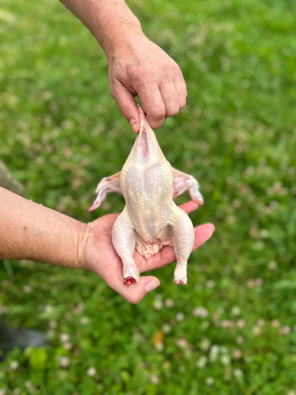 Реальная тушка корнишона в руках человека для понимания масштаба